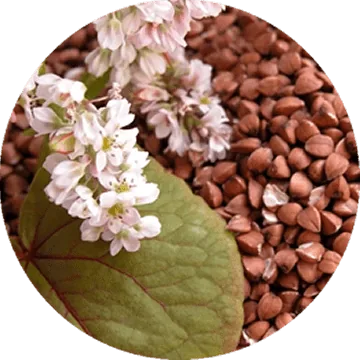 Гречиха Девятка — суперэлита